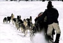 Guided Dog Sledding